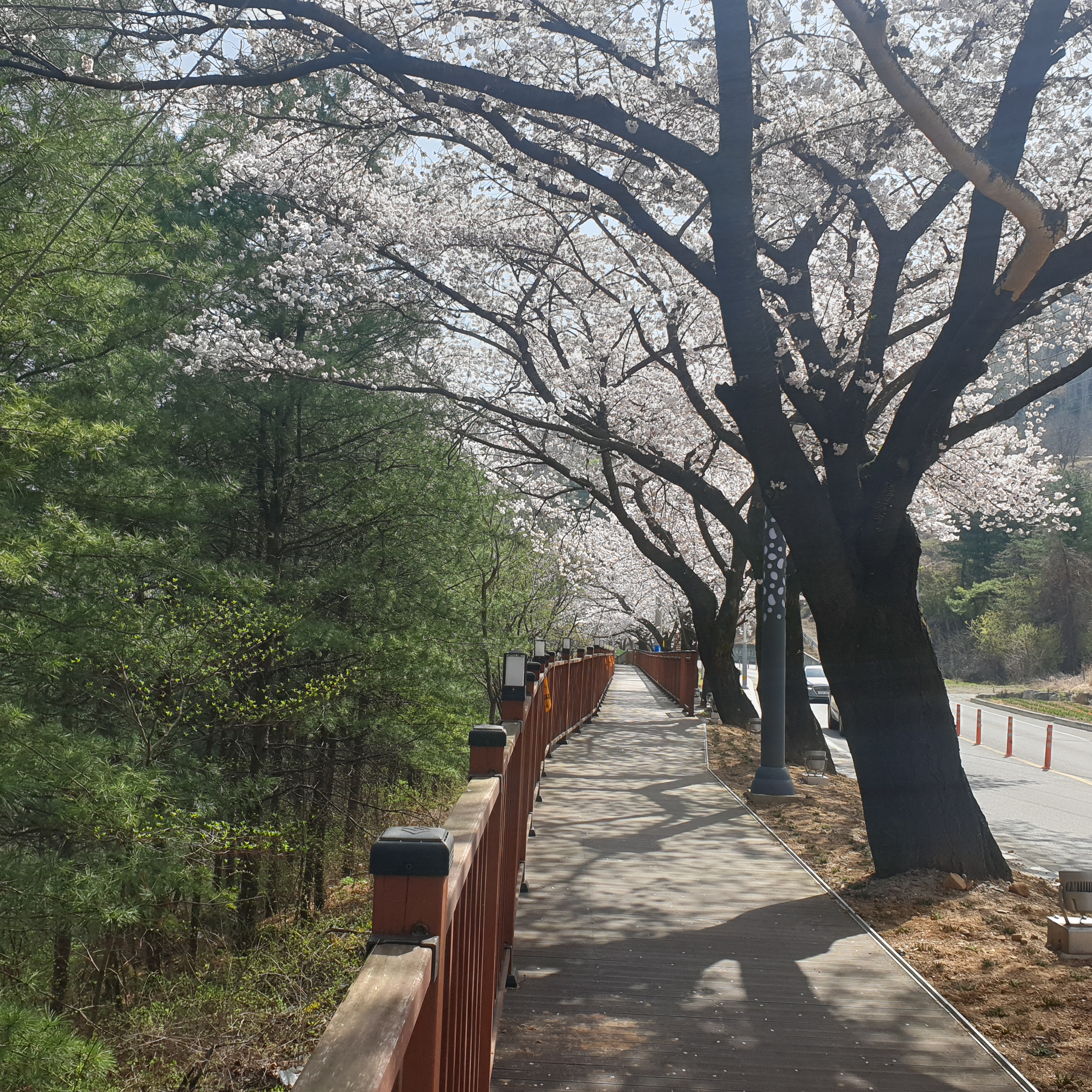 벚꽃상황(2022.4.10.오전) 이미지 2